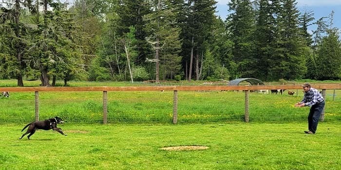 KPA LIVE-Ken snake avoidance cover2-Hero