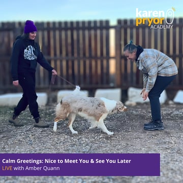 Calm Greetings: Nice to Meet You & See You Later LIVE with Amber Quann