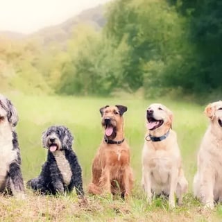 Station-Training-for-Working-with-Multiple-Animals