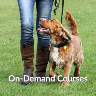 On-Demand Courses