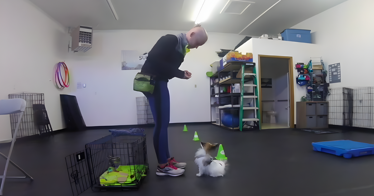 teach foundation behaviors - name cue - blog image